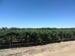agriculture