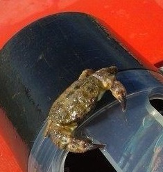 crab on monitoring probe