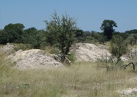 Topsoil